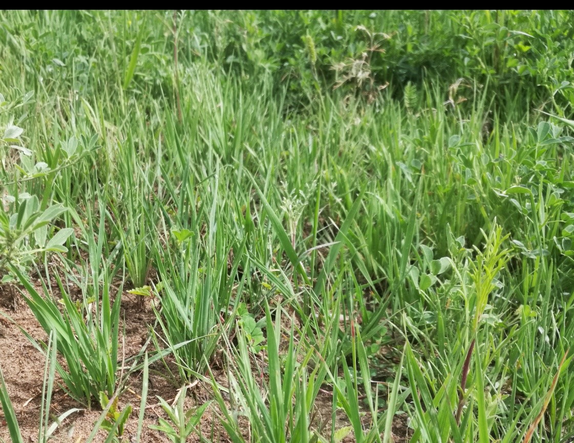 現(xiàn)場圖2：恢復(fù)植物生長于雅江北岸風積沙地