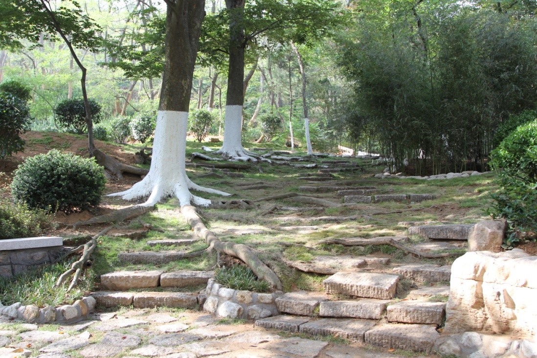 櫸林山公園綠化改造后現(xiàn)場一景