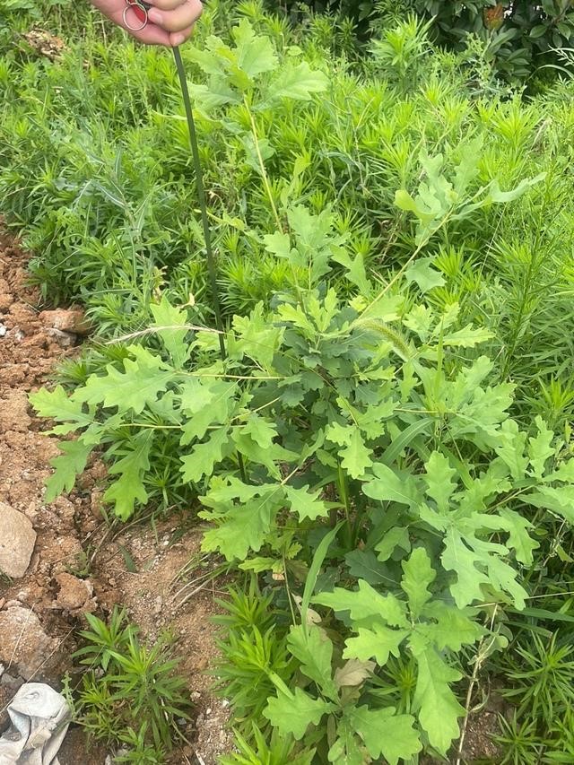 剛栽植時綠油油的麻櫟